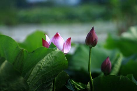 Thực hành quán chiếu vô ngã để đạt an lạc