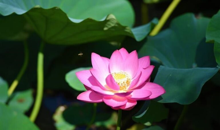 0940 7706 hoa sen o noi mong trung quoc 2309 1