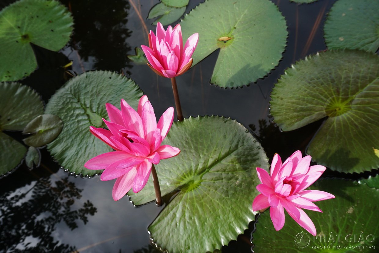 Không gian Thiền vị Anh Linh Tự - Ngôi chùa 300 năm tuổi ở Hà Nam 17