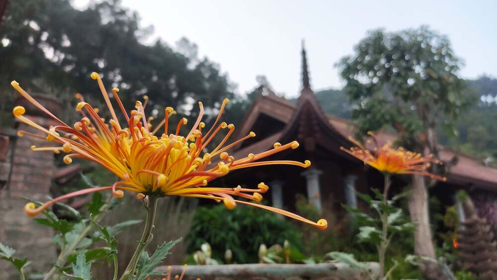 Không cần như một bông hoa, chỉ cần như một trái dứa 1