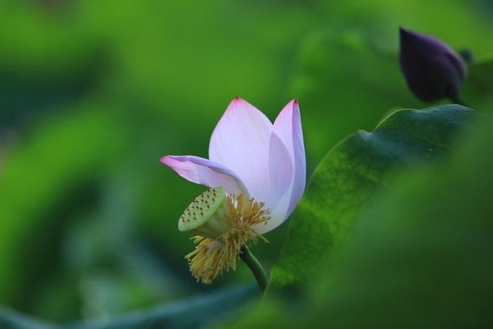 1431937388-mjtnanh-17-zovm-9985-1657 Giữ tâm thanh tịnh giữa cuộc đời