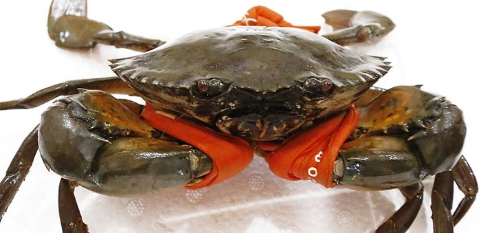 1442481484 cua gach son