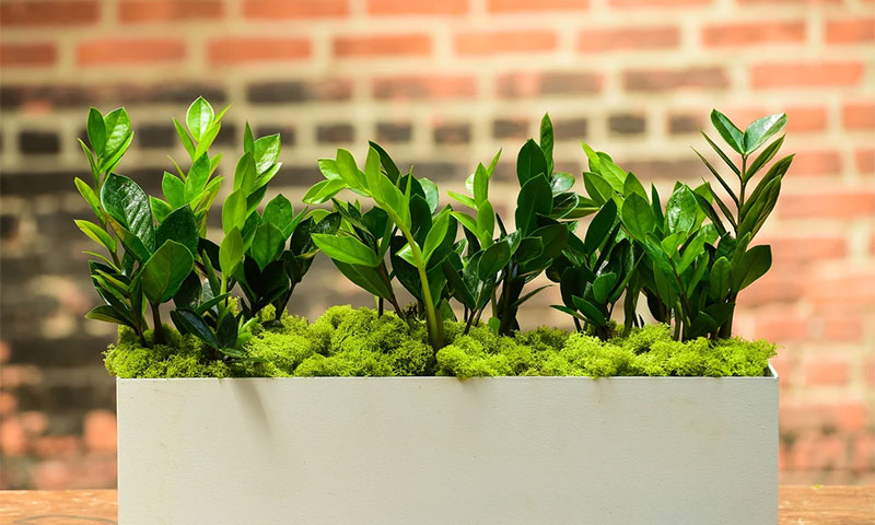 1732616167 unnamed2025