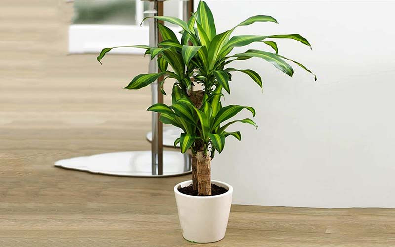 1747905179_unnamed20-202025-05-22t161226-180 1747905179 unnamed20 202025 05 22t161226 180