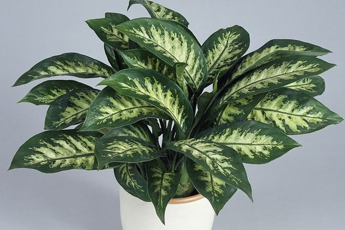 1747905194_unnamed20-202025-05-22t161217-623 1747905194 unnamed20 202025 05 22t161217 623