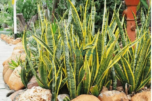 Cây Lưỡi Hổ Vàng - bùa hộ mệnh cho tuổi Tân Hợi 1747905841 unnamed20 202025 05 22t162341 480