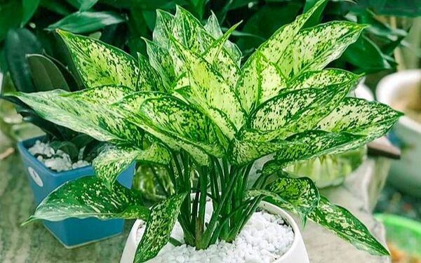 Ngọc Ngân mang đến cảm giác tươi mát 1747905854 unnamed20 202025 05 22t162331 616