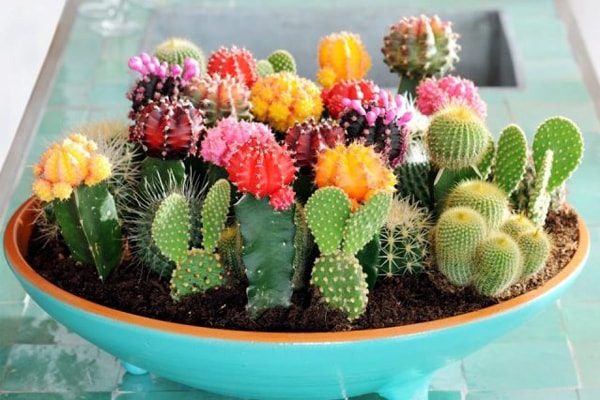 Tránh trồng cây xương rồng có thể ảnh hưởng xấu 1747905861 unnamed20 202025 05 22t162328 336