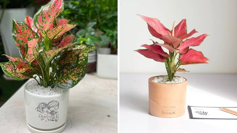 1748417335 unnamed20 202025 05 28t142816 614