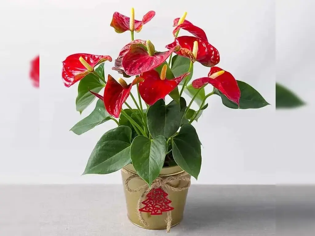 1748417351 unnamed20 202025 05 28t142759 461