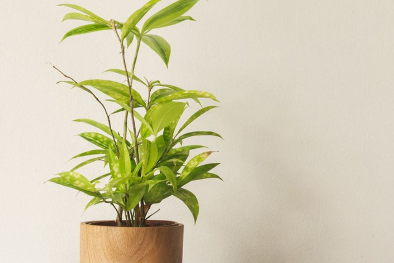 1748417366 unnamed20 202025 05 28t142751 931