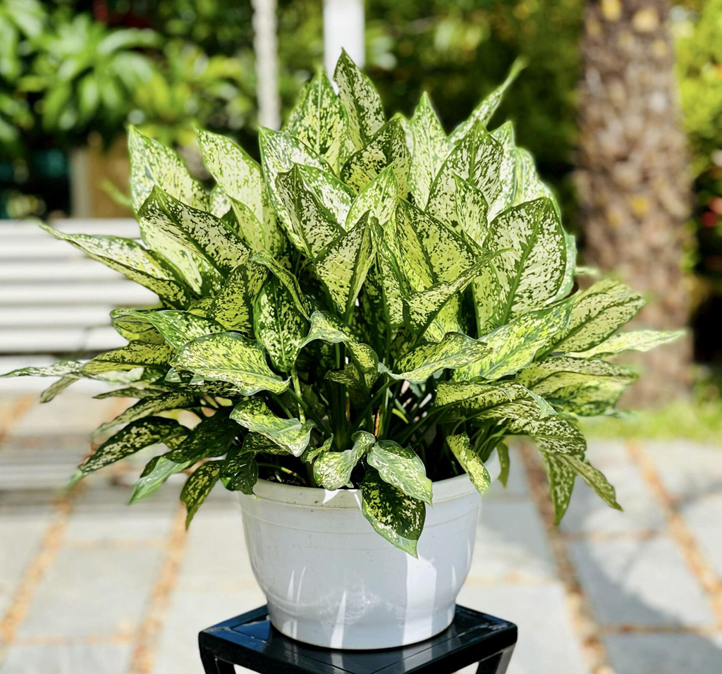 1748451618 picture26