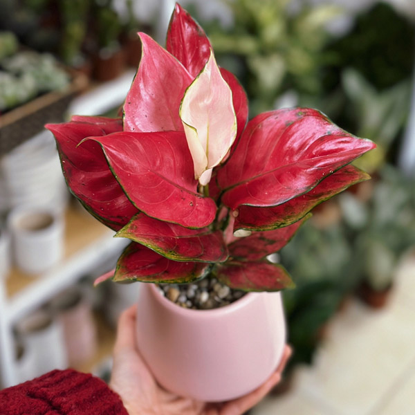 1748561845_picture6 1748561845 picture6