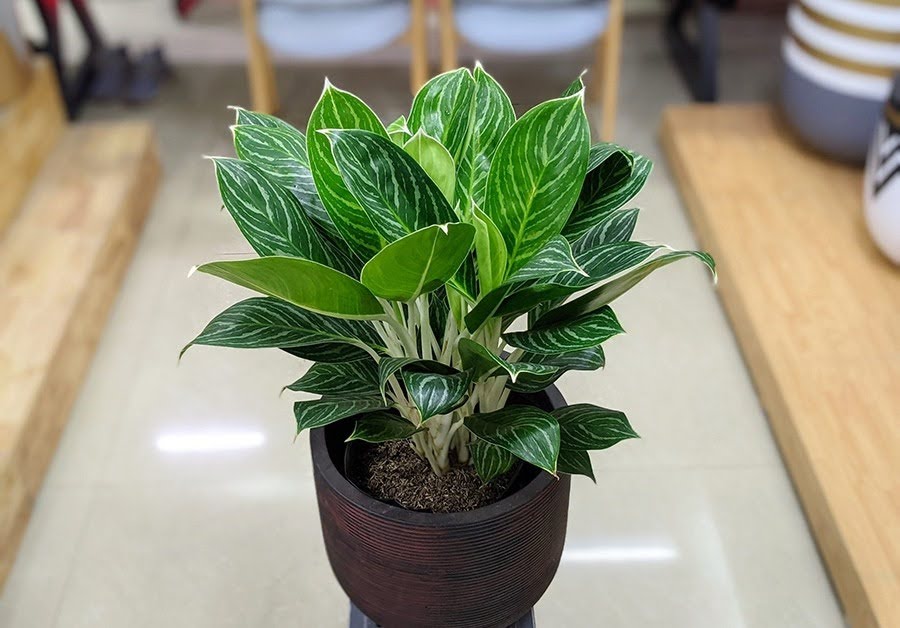 1748572827 unnamed20 202025 05 30t093917 690