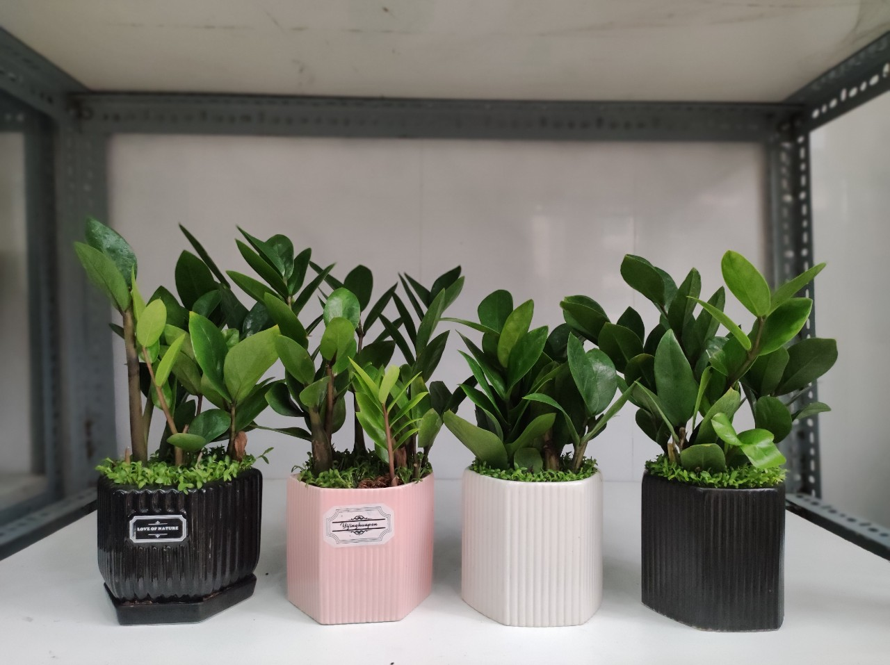 Cây Kim Tiền hợp với người mệnh Kim 1748574086 unnamed20 202025 05 30t100107 139