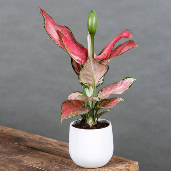 1748908890 picture12