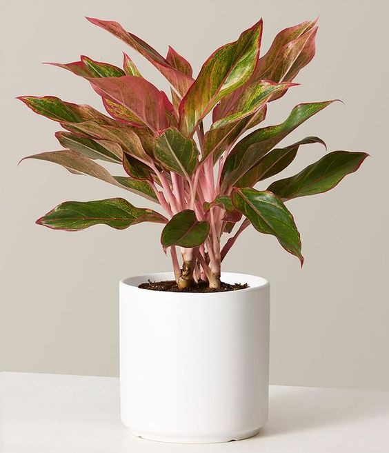 1748908904 picture11