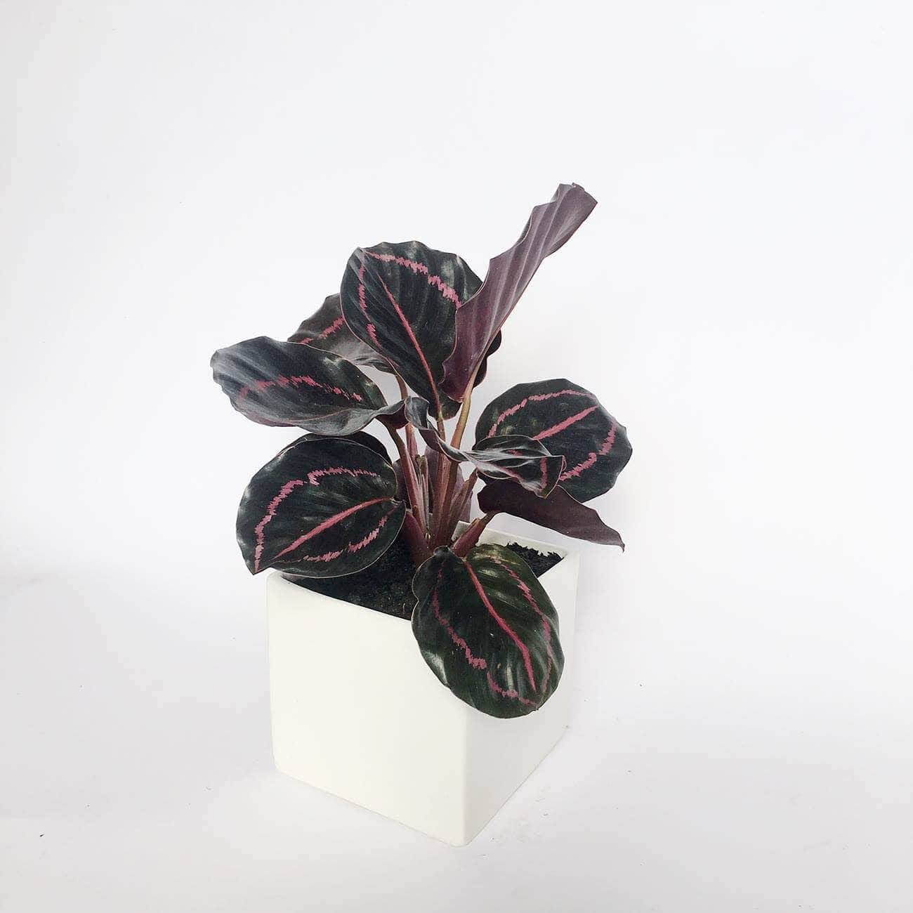 1748915623 unnamed20 202025 06 03t085311 647