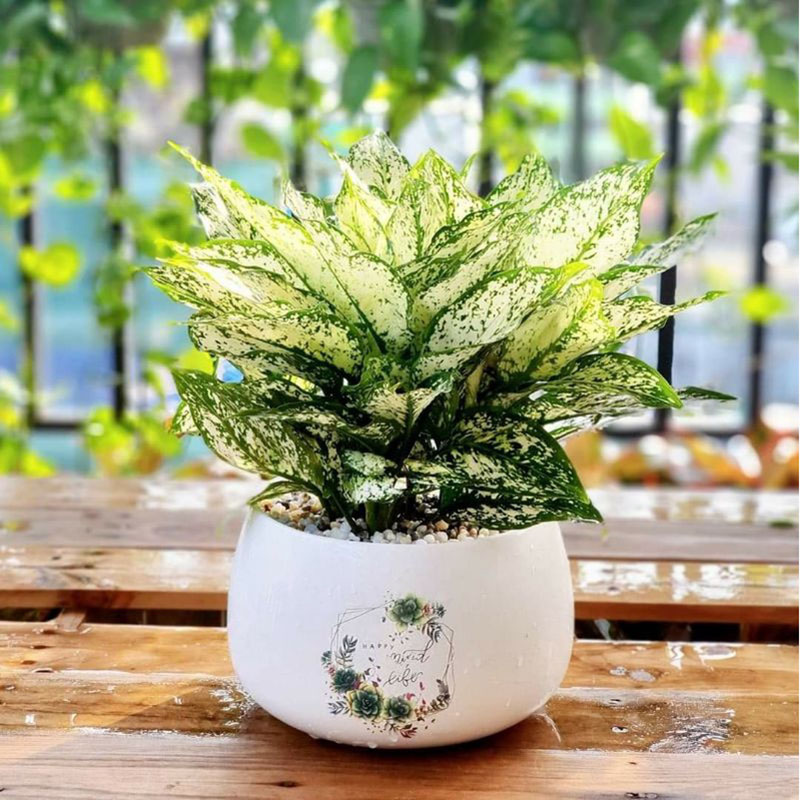 1749001966 unnamed20 202025 06 04t085204 267