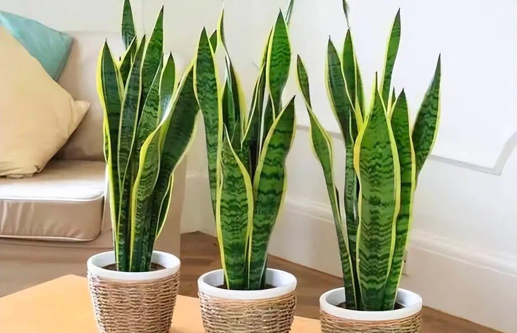 1749002300 unnamed20 202025 06 04t085749 230