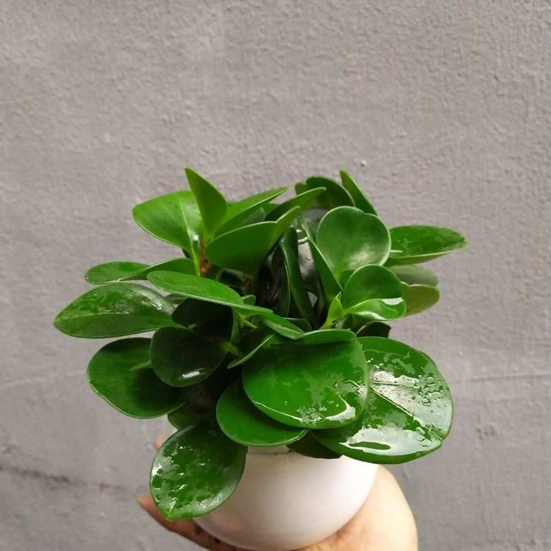 1749002646 unnamed20 202025 06 04t090309 349