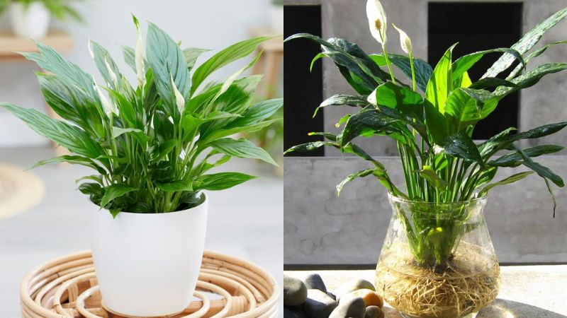 1749002916 unnamed20 202025 06 04t090807 806