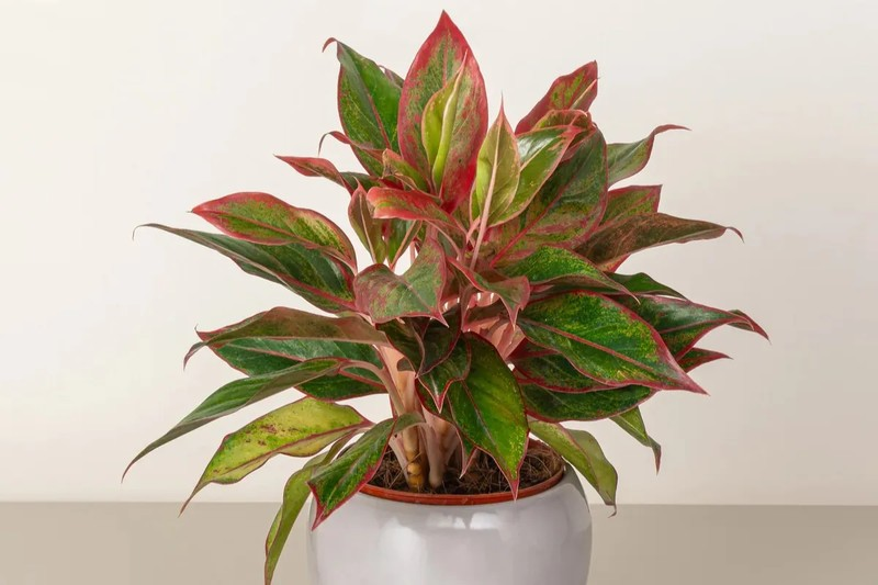 1749089934 unnamed20 202025 06 05t091823 471