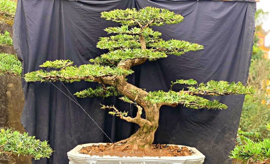 1749089952 unnamed20 202025 06 05t091815 101