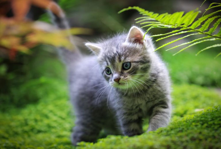 1750043305 tuoi mao hom nay