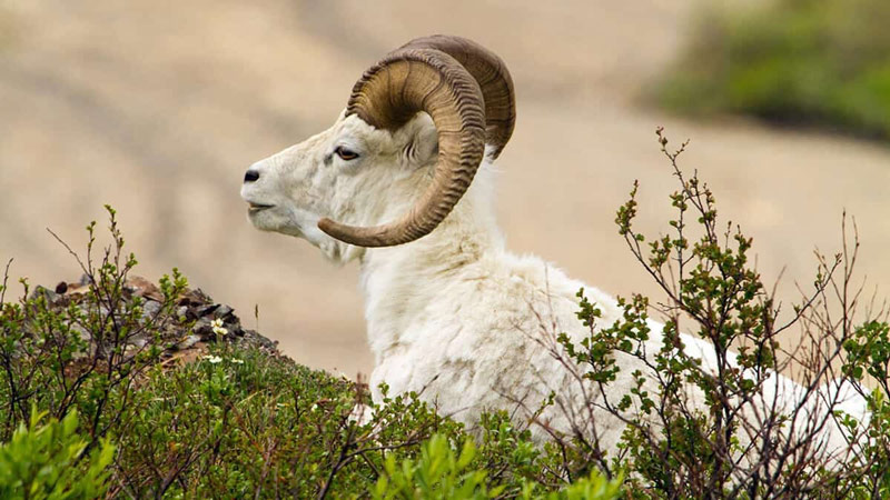 1750043386 tu vi tuoi mui