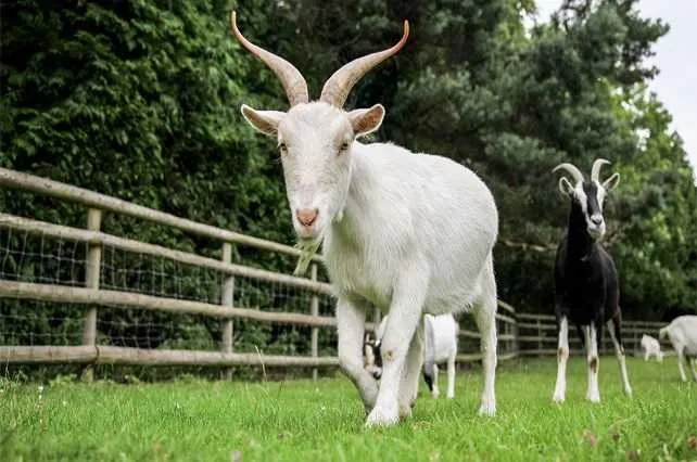 1753325842 tu vi 12 con giap hom nay 2572025 tuoi mui