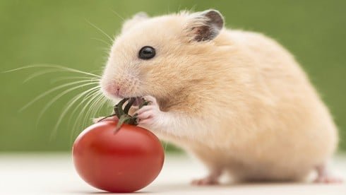 1754879888 tu vi tuoi ty 2025 1 2 1