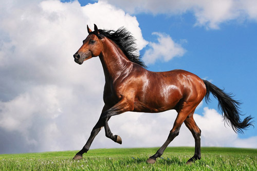 1755228705 tu vi 12 con giap hom nay 1682025 tuoi ngo