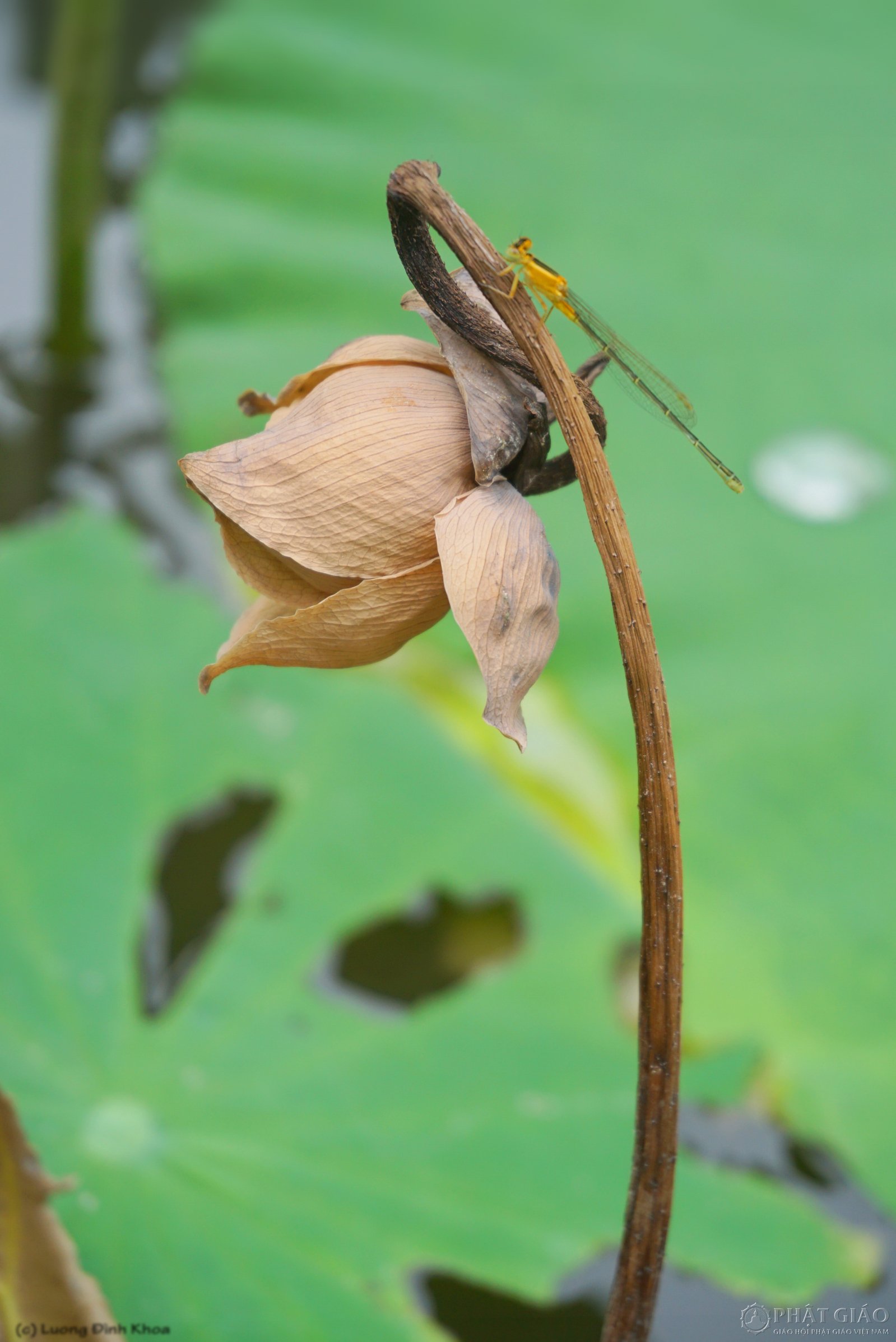 Nhận ra vô thường để sống an vui