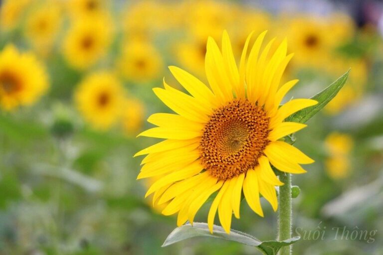 200934674 4049698645085933 7582259227895490790 n 1521 1