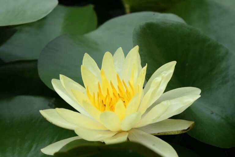 2016 08 senvang2 0328 1