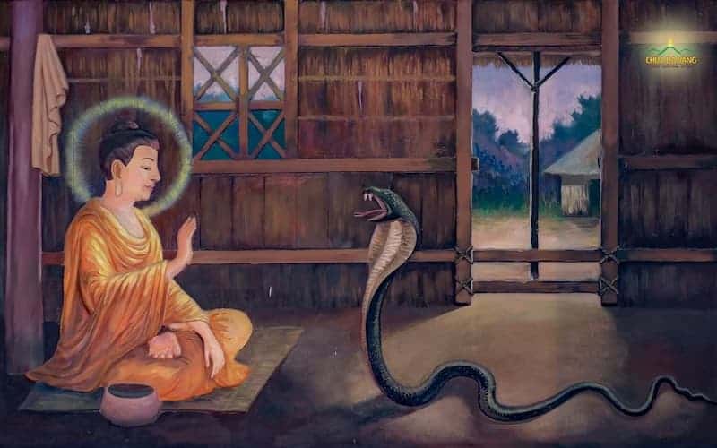 4-1731 Cứu rắn, rắn báo ơn 1