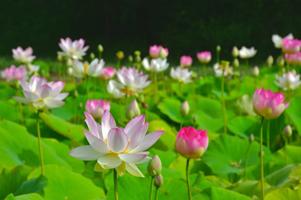 454727878_1262304581792145_8634608394552364999_n-2030 Cuộc sống của người tỉnh thức 1