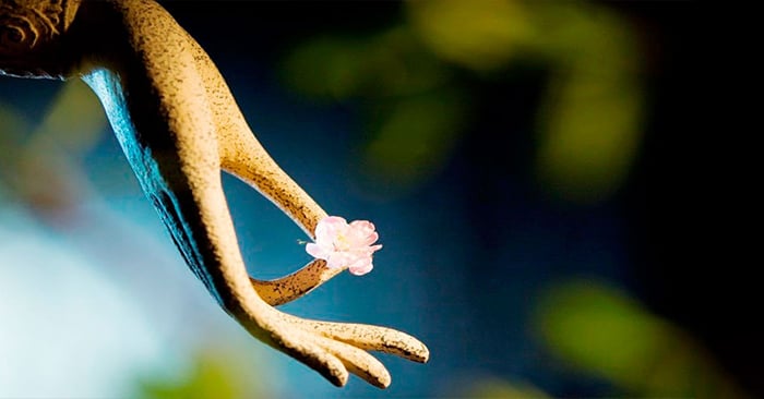 Người Phật tử giác ngộ và giải thoát cái gì? 6