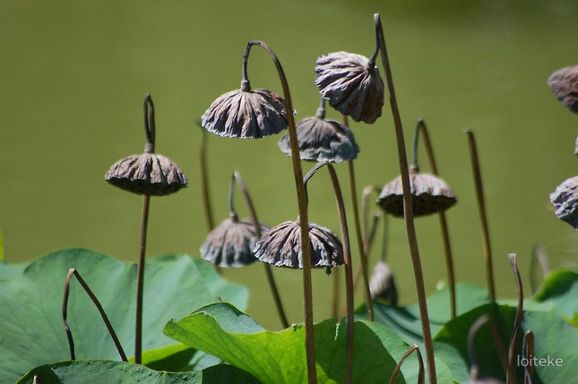 Thế gian vô thường 2