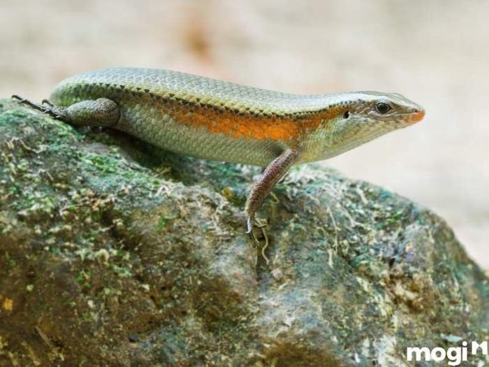 anh-mo-ta-14 Rắn mối vào nhà không phải là điều quá xa lạ và thường không gây nguy hiểm, nhưng cần xử lý đúng cách.