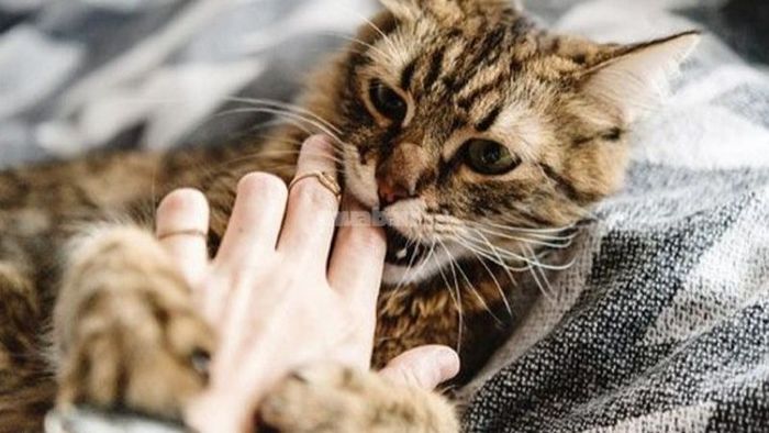 Giải mã giấc mơ thấy mèo