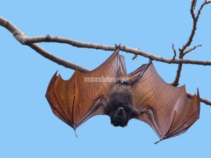 Số may mắn khi dơi bay vào nhà