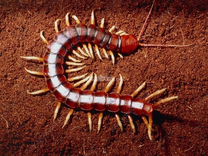 Giải mã Giấc mơ Rết: Điềm Báo & Con Số May Mắn 2 anh mo ta 6 1