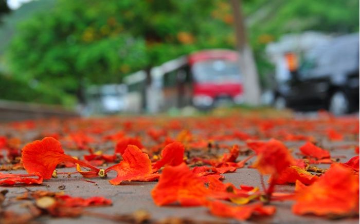 bai tho mo hoang minh tuan 935692