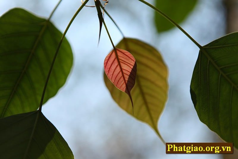 Phát Bồ đề tâm nguyện là nguyện tu tập để đạt giác ngộ