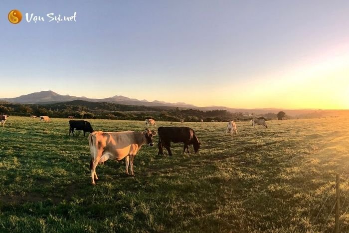 chiem bao thay con bo 1