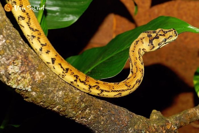 Giải mã giấc mơ thấy rắn