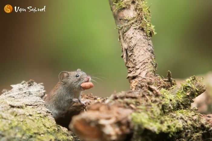 chiem bao ve loai chuot