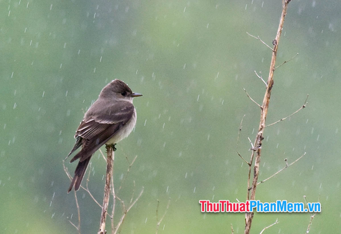 chim se bay vao hien nhung huong mo vao nha 025301549